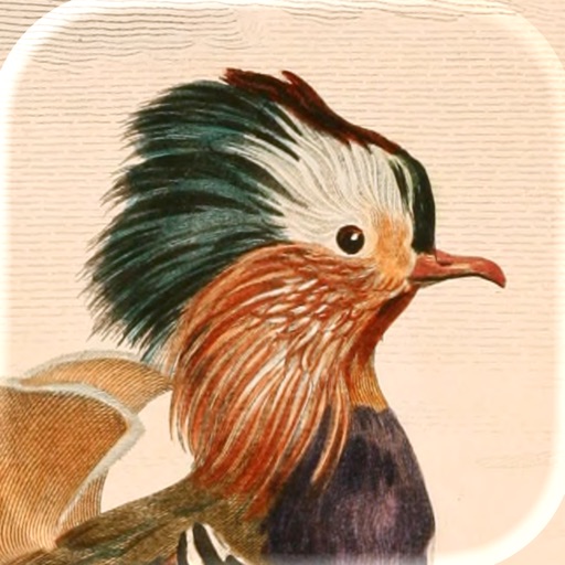 Art of Fauna: Cozy Tierpuzzle App-Icon